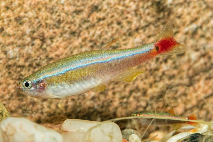 white cloud minnow