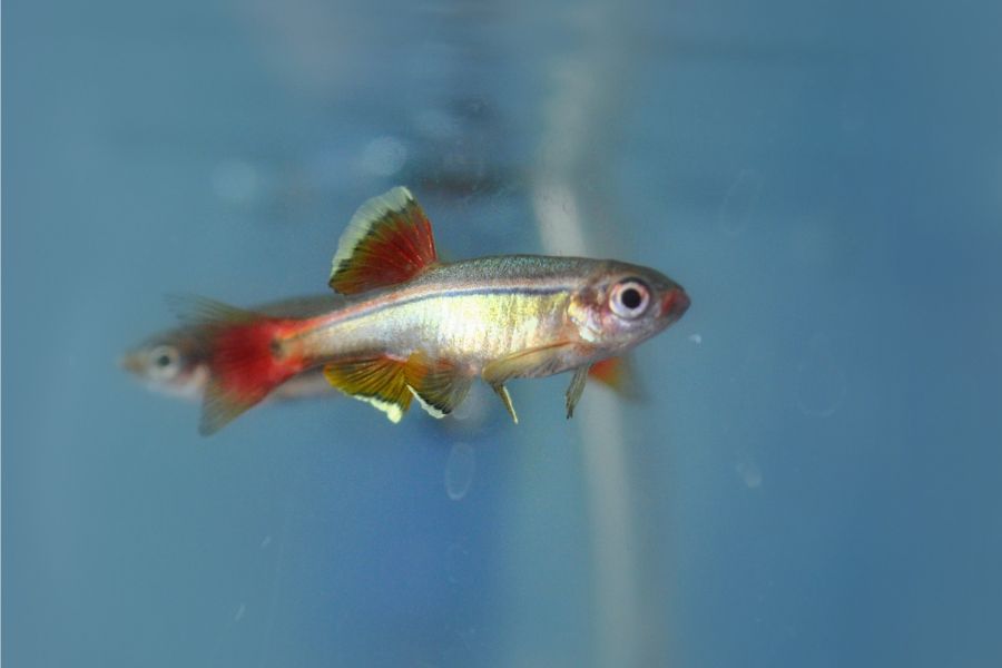 white cloud mountain minnows