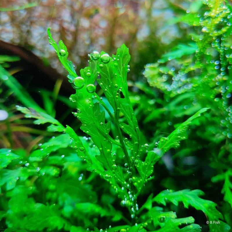 African Fern(Bolbitis Heudelotii)