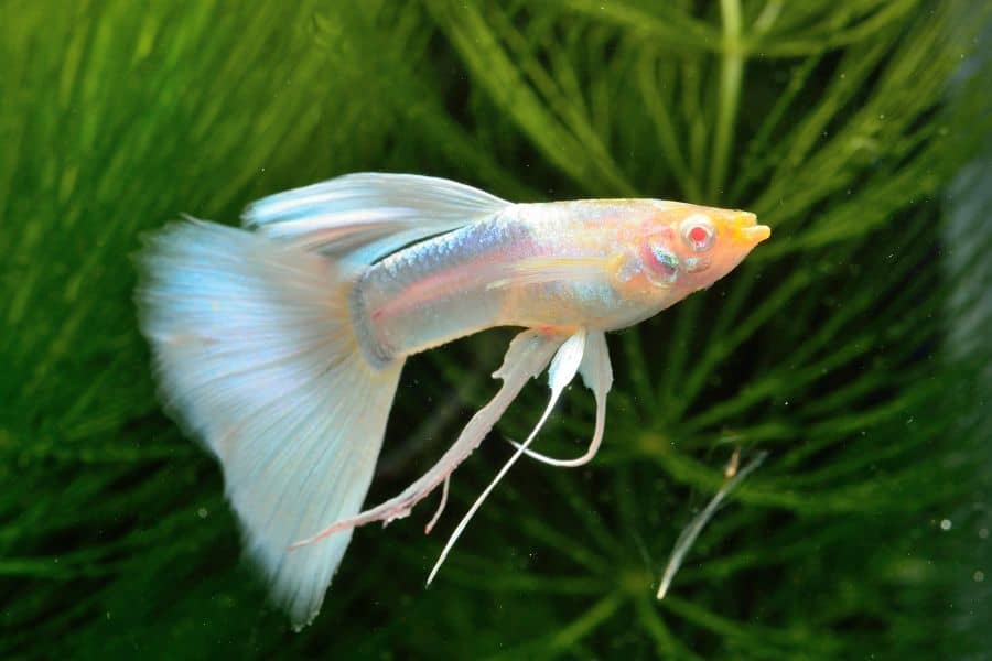 Albino Guppy