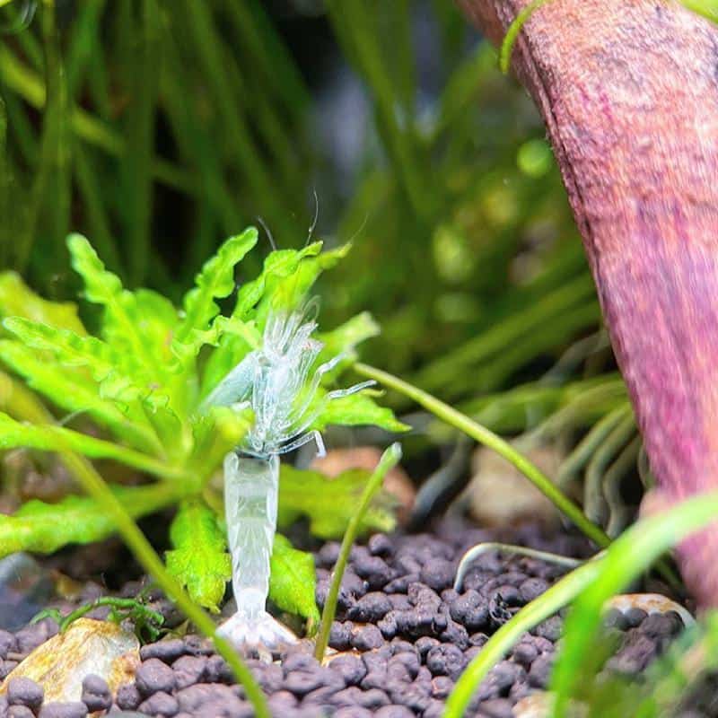 Amano Shrimp Molting