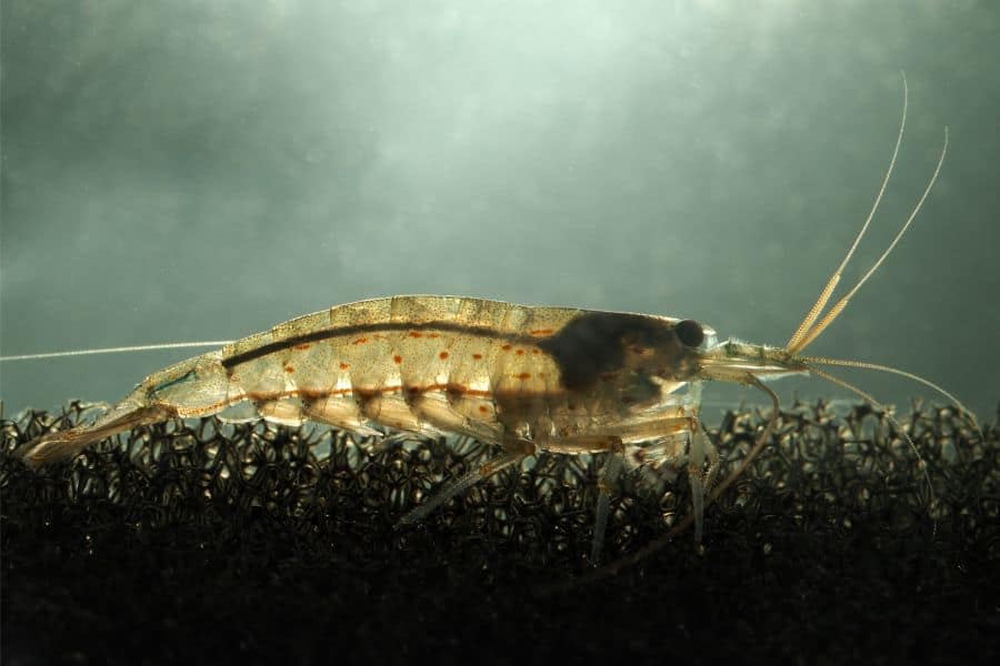 Amano Shrimp Origins