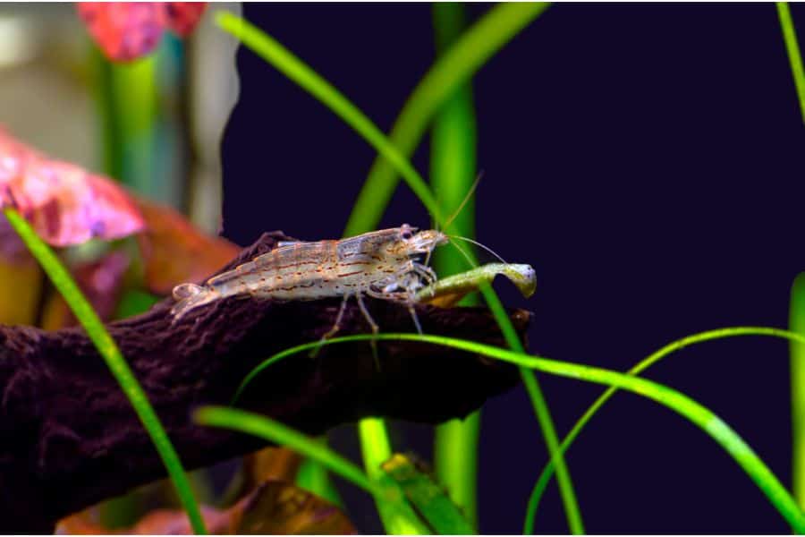 Amano Shrimp in tank