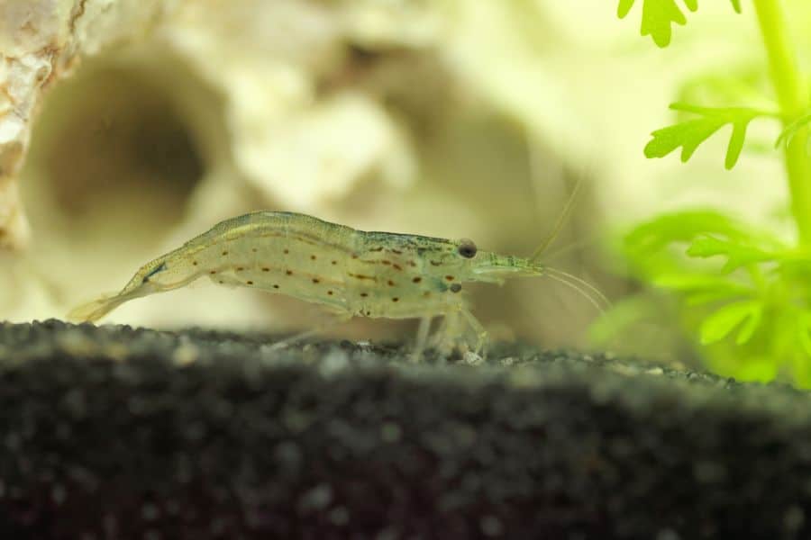 Amano Shrimp