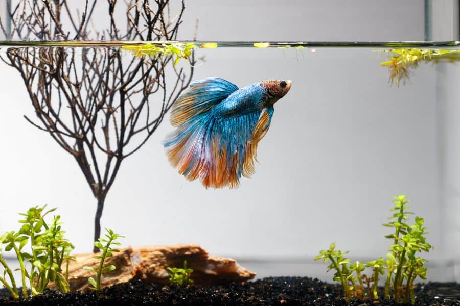 4 Best Substrates For Betta Fish