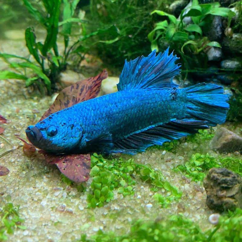 Betta Fish Motionless