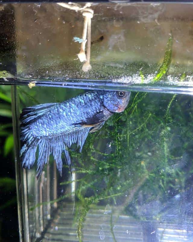 Betta fish Disease 