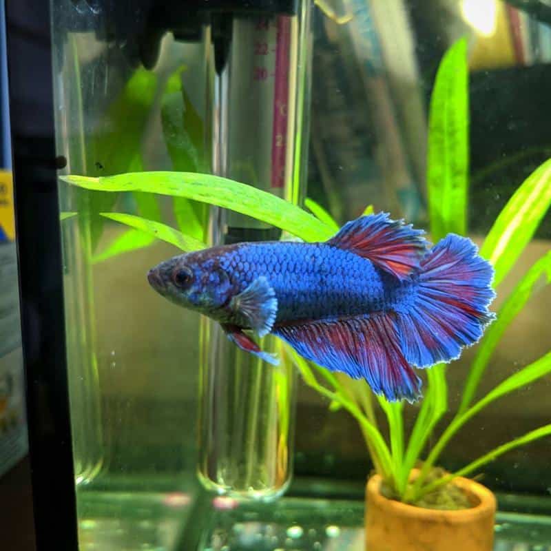 Betta fish Dropsy