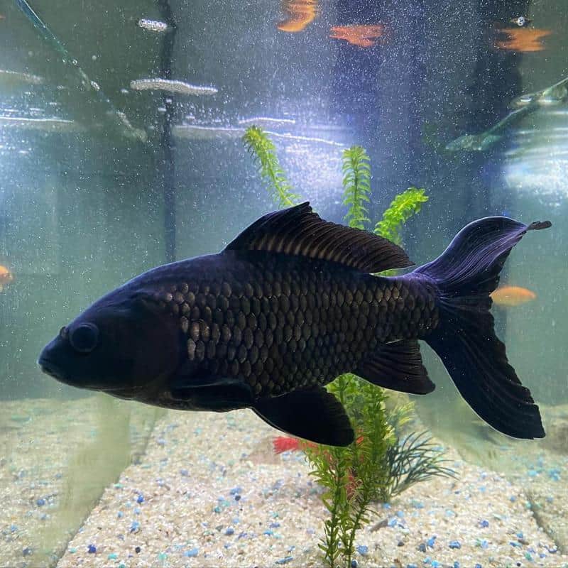 Black Comet Goldfish