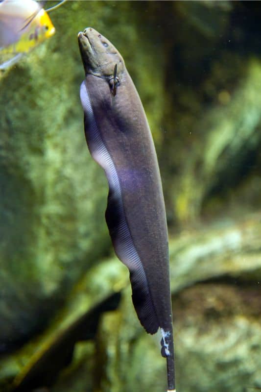 Black Ghost Knife Fish