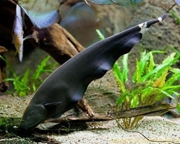 Black Ghost Knife Fish Diet