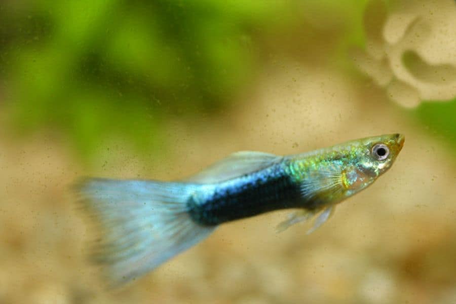 Black-Green Guppy