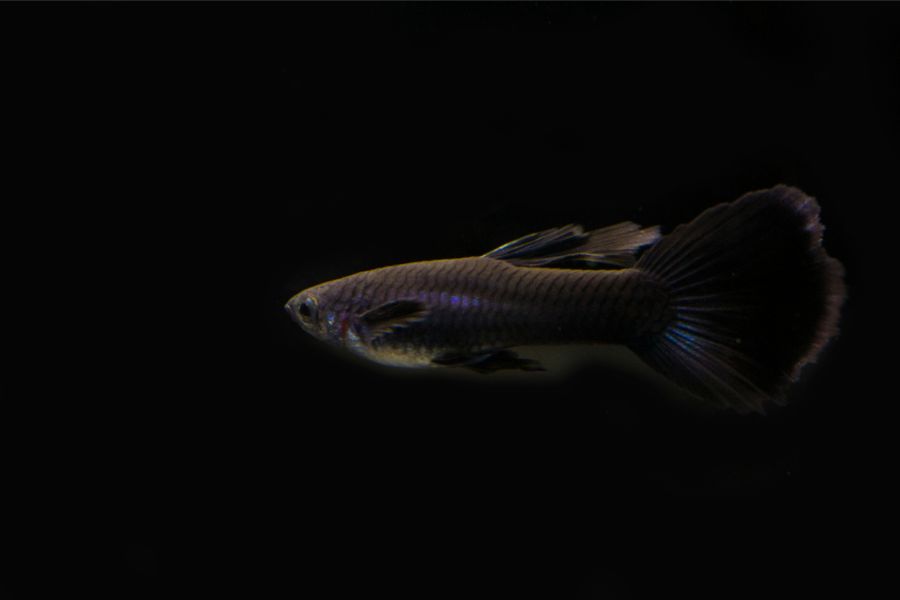 Black Guppy