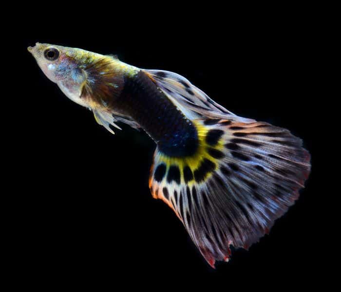 Black-Pastel Guppy