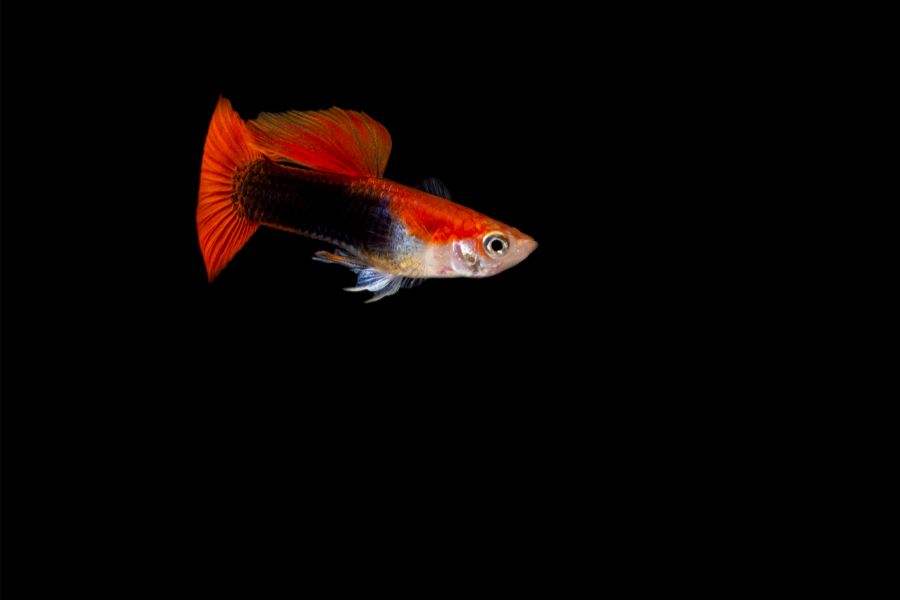 Black-Red Guppy