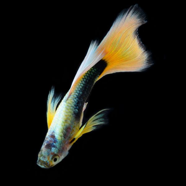 Black-Yellow Guppy