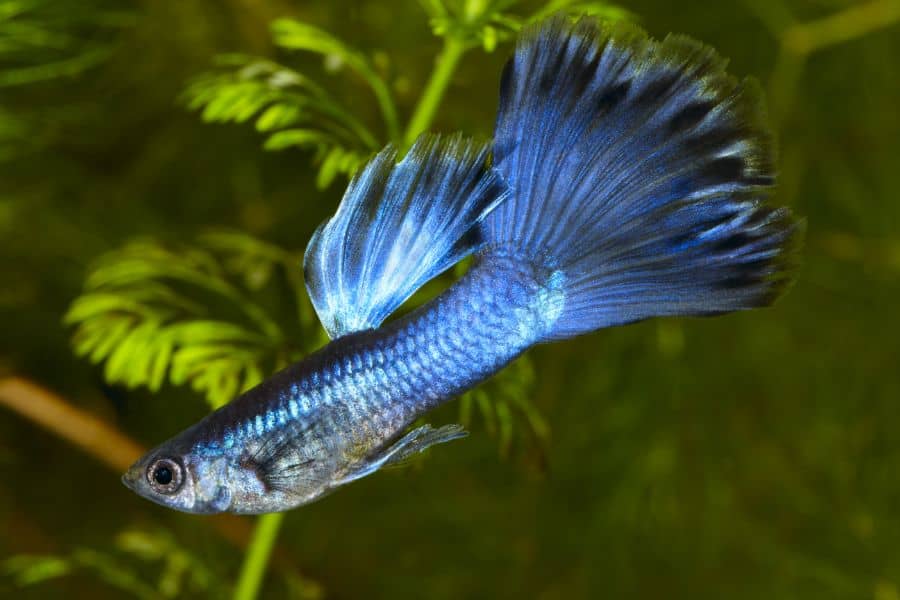 Blue Guppy