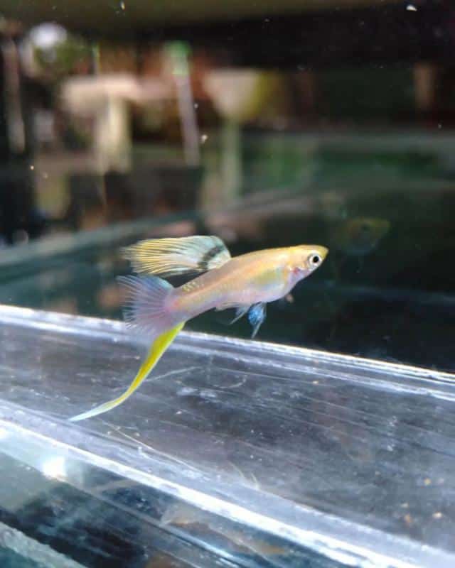 Bottom Swordtail Guppy