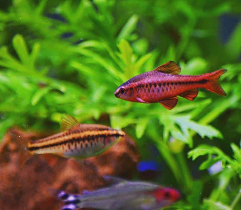 Cherry Barb Breeding