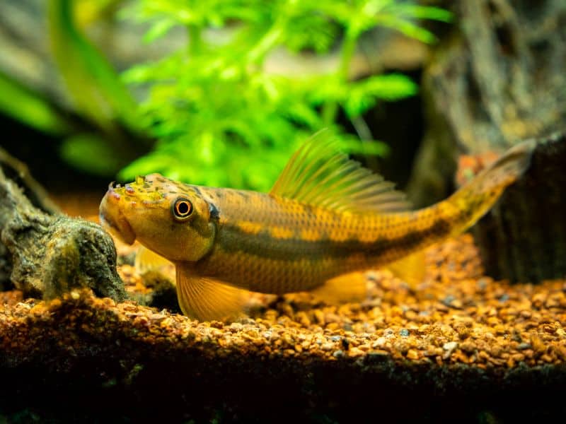 Chinese Algae Eater in tank