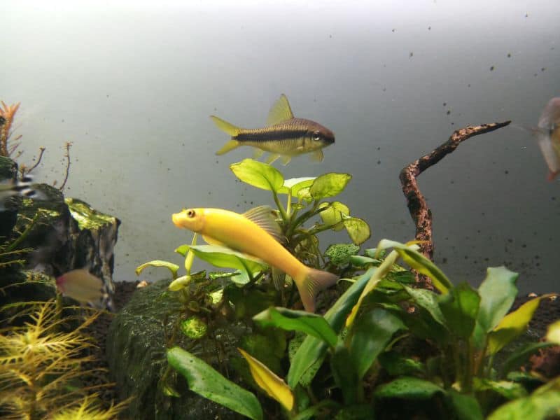 Chinese Algae Eater tankmates