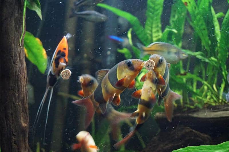 Clown Loach Diet