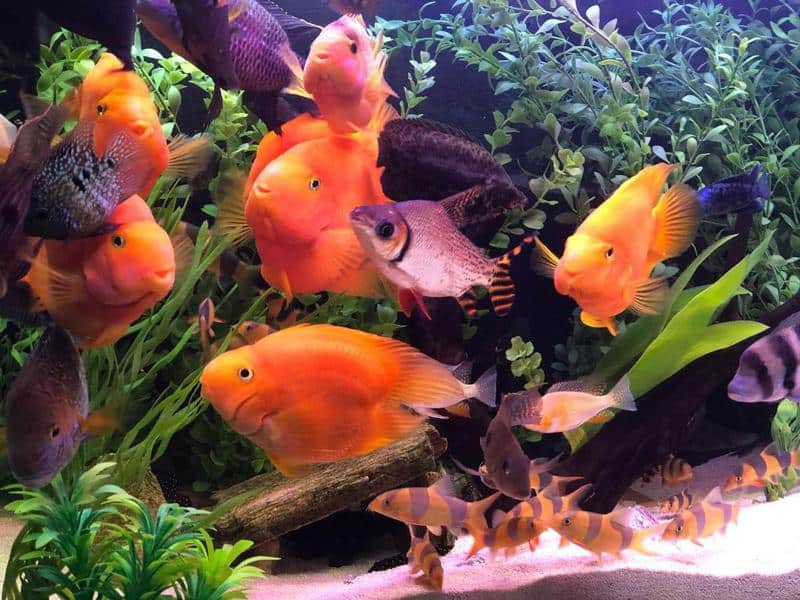 Clown Loach Tank Mates