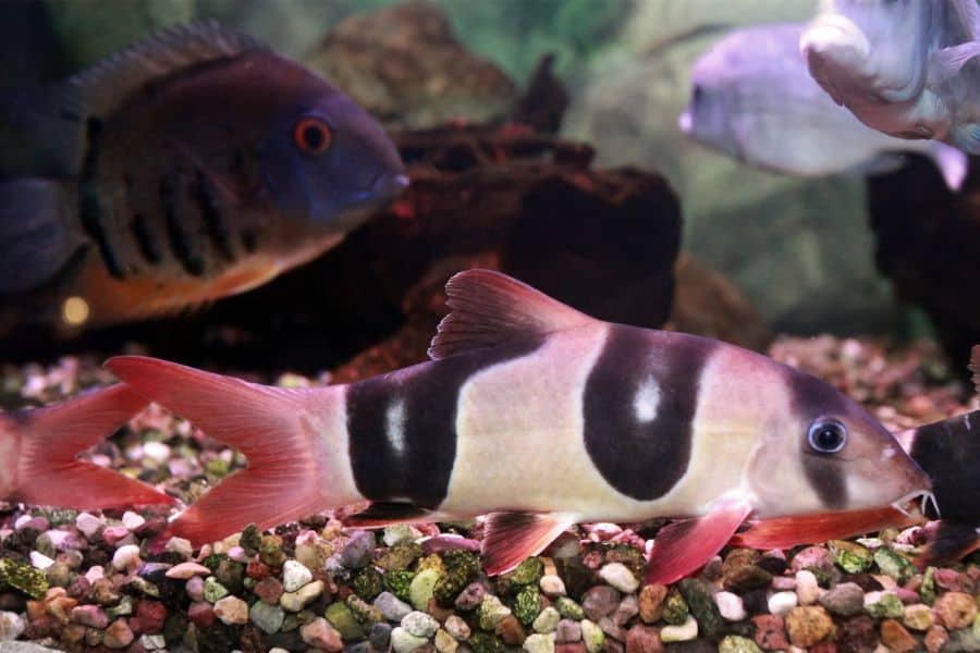 Clown Loach in tank