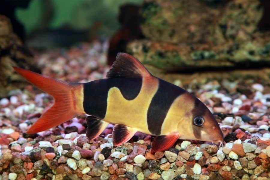 Clown Loach