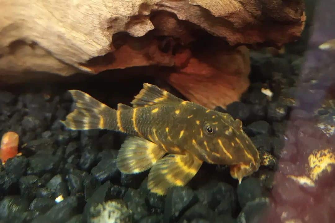 Clown Pleco