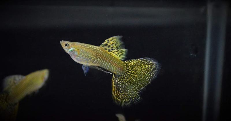 Cobra Guppy