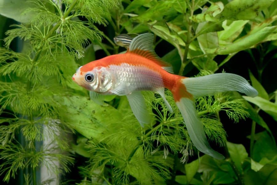 Comet Goldfish