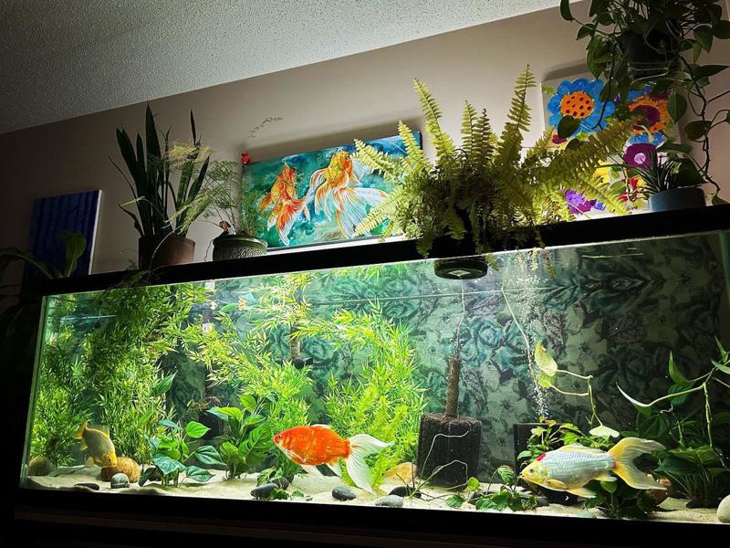 Comet Goldfish tank