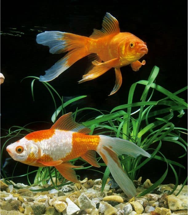 Comet goldfish care best sale