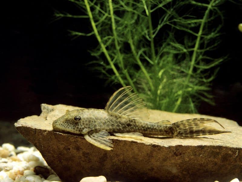 Common Pleco