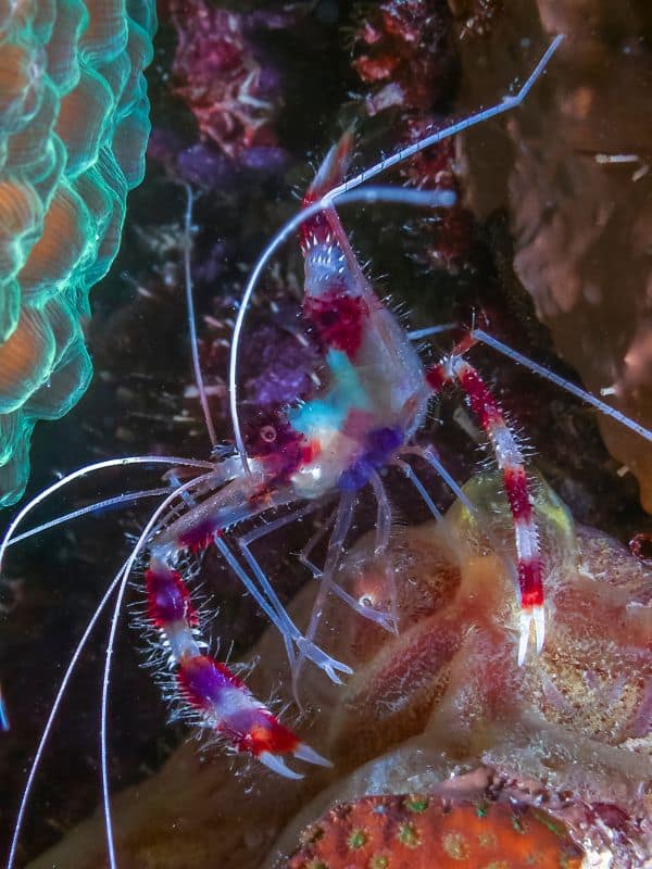 Coral Banded Shrimp