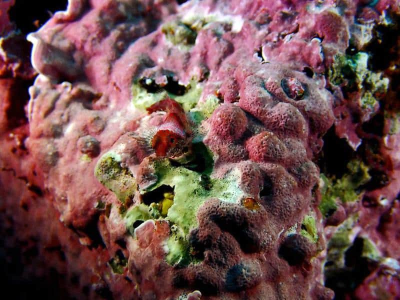 Coralline Algae