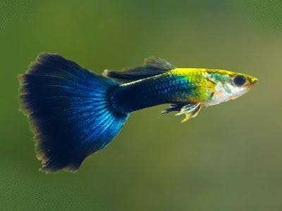 Delta-tail Guppy