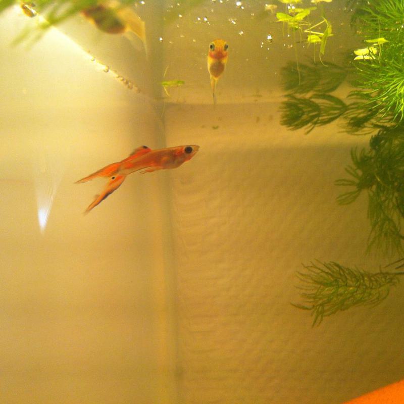 Double Swordtail Guppy