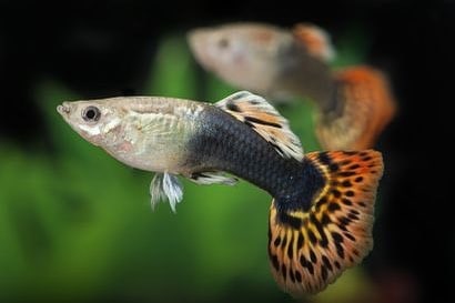 Dragon Head Guppy