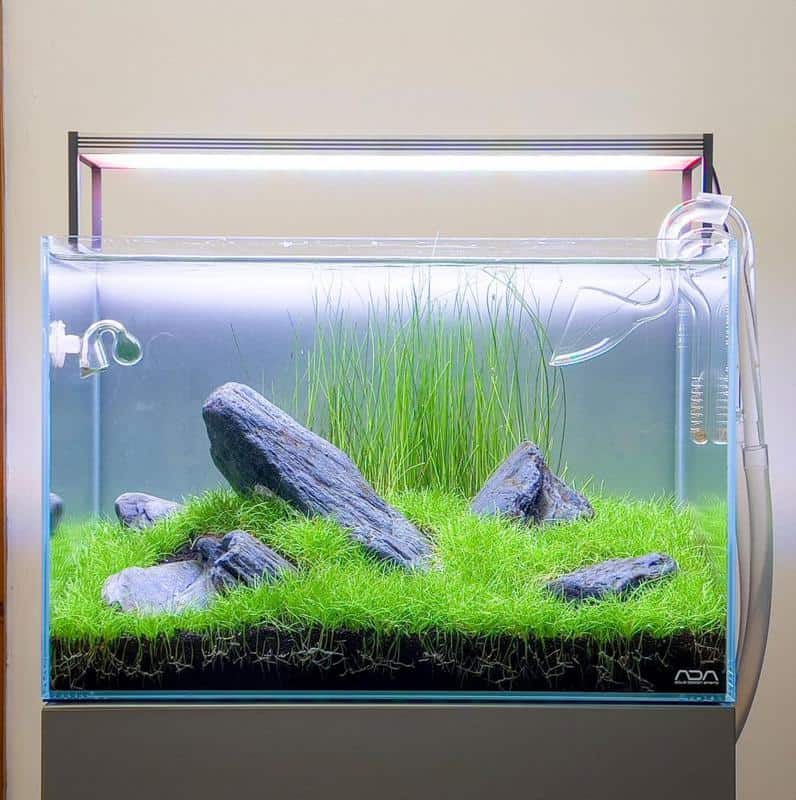 Dwarf Hairgrass in tank