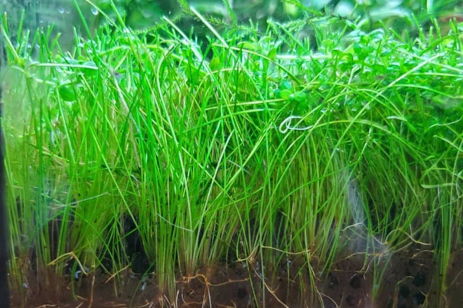 Dwarf Hairgrass