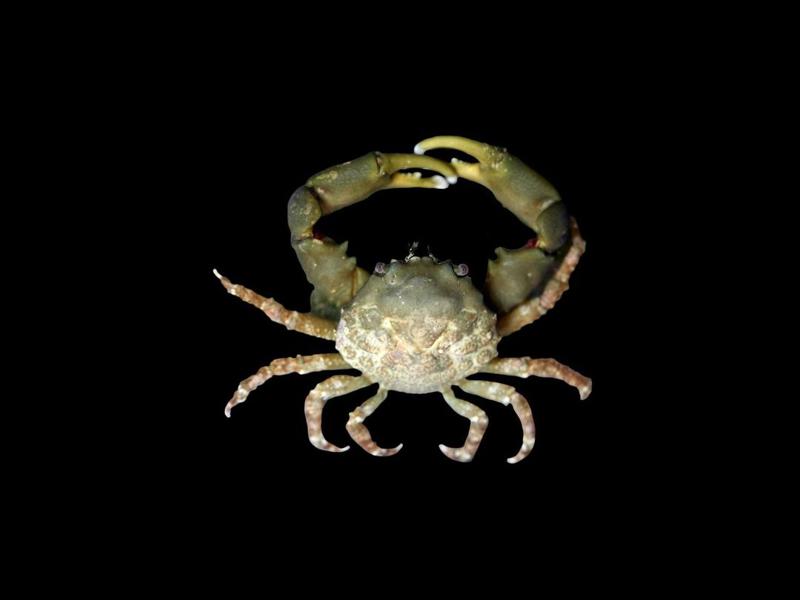 Emerald Crab