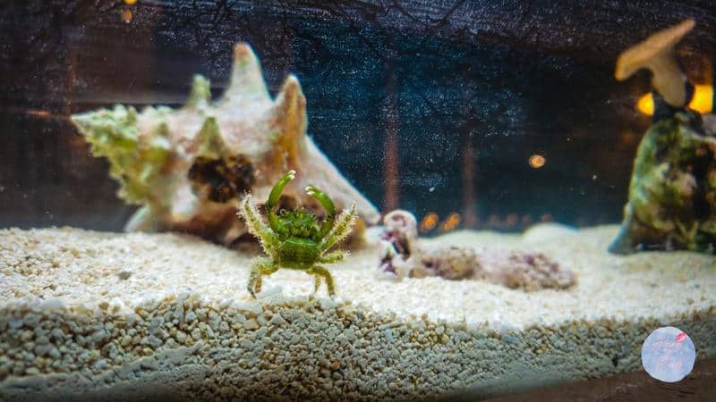 Emerald crabs in tank