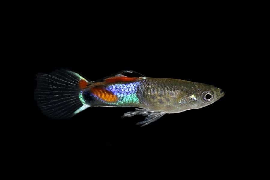 Endler Guppy (Poecilia wingei)