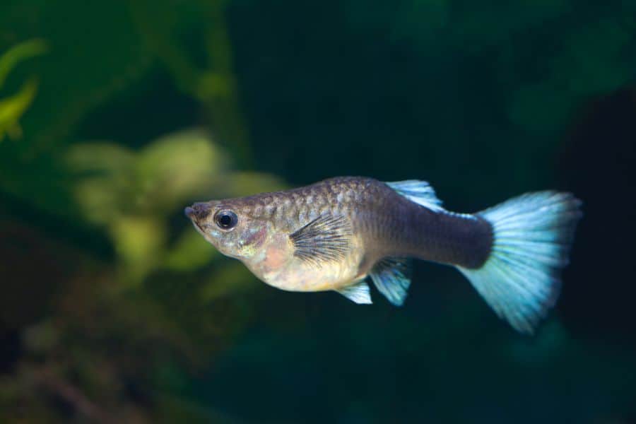 Fancy Guppy (Poecilia reticulata)