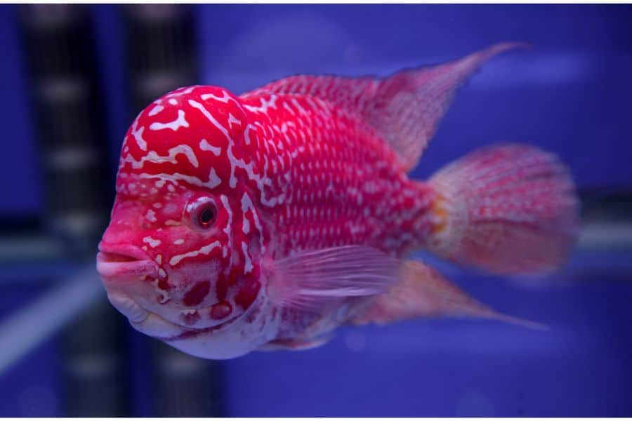 Flowerhorn Cichlid