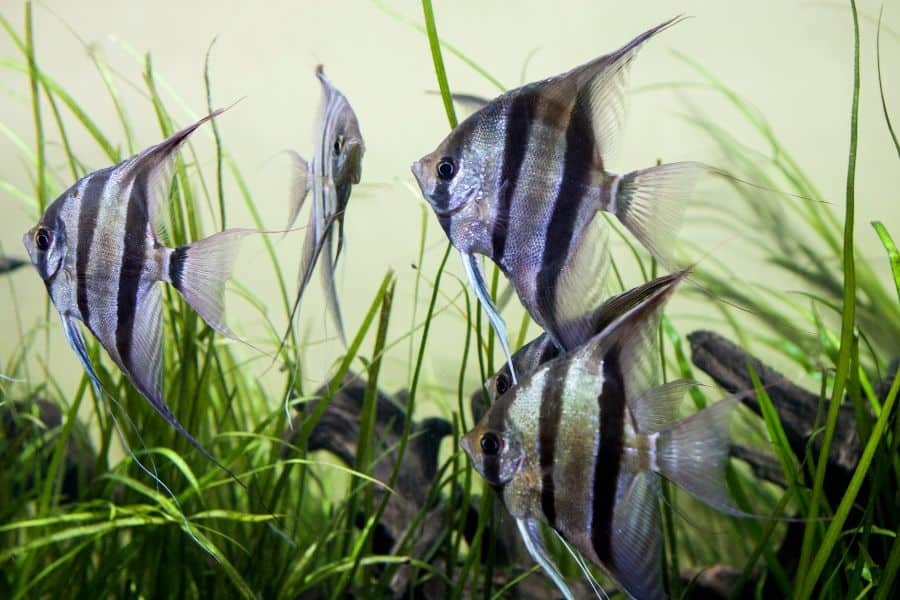 Freshwater Angelfish