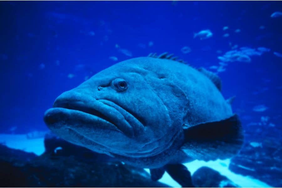 Giant Grouper