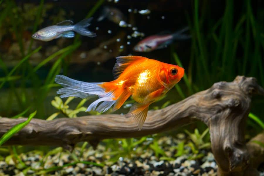 Goldfish Grooming